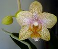 Phalaenopsis NoID Green Jonquil with purple spots
