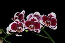 Phalaenopsis NOID