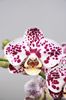 Phalaenopsis Orchid Super Freak