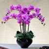 Phalaenopsis Orchid