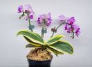 phalaenopsis sogo vivien varie
