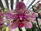 phalaenopsis_frontera