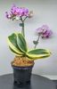 phalaenopsis_sogo_vivien_variegate