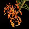 renanthera-monachica-ren013