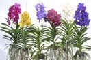 Vanda Orchid