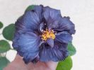 Dp s Black Treasure - 50 lei