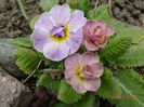 primula acaulis dubla