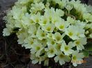 primula vulgaris