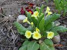 seedling
