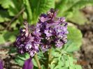 corydalis cava