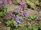corydalis cava