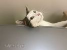 IMG-20220204-WA0019
