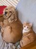IMG-20220329-WA0009