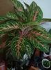 Aglaonema