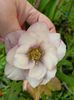 Helleborus Double Ellen Pink