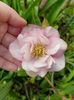 Helleborus Double Ellen Pink