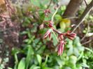 Acer palmatum "Pixie"