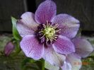 seedling anemona