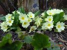 primula vulgaris
