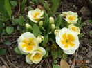 primula acaulis