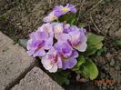 primula acaulis dubla