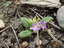 seedling