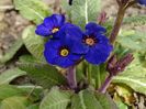 primula elatior