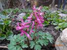 corydalis solida Beth Evans