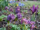 corydalis cava