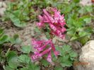 corydalis solida Beth Evans