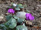 cyclamen coum Rubrum