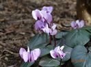 cyclamen coum Pink