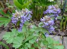 corydalis cava