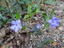 vinca minor