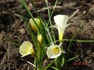 White Petticoat