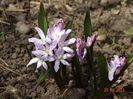 chionodoxa rosea