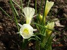 White Petticoat