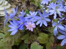 hepatica transsilvanica