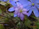 hepatica transsilvanica