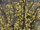 cornus mas