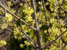 cornus mas