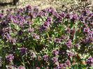 lamium purpureum