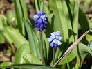 muscari