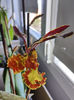 psychopsis papilio mariposa GV