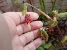 Acer "Mai Kujaku"
