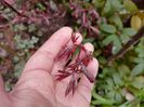 Acer "Pixie"
