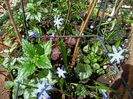 Chionodoxa forbesii
