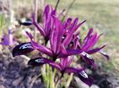 Iris reticulata Pauline