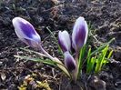 Crocus Prins Claus