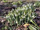 Galanthus nivalis